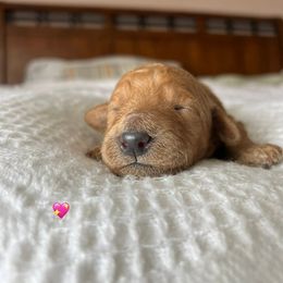 Goldendoodle Puppies from Family Goldendoodles