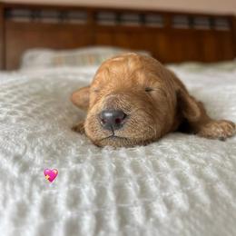Goldendoodle Puppies from Family Goldendoodles