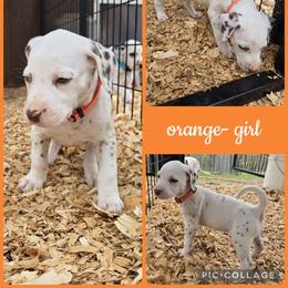 Orange - White and liver brown female Dalmatian puppy in Pulaski, Tennessee from River Valley Forge Dalmatians