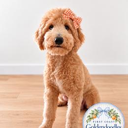 Honey - Goldendoodle