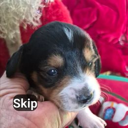 SKIP - Piebald male Dachshund puppy in Bangs, Texas from Lickin'bach Miniature Dachshunds