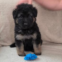 Blue Collar - Black and red male German Shepherd puppy in Louisville, Ohio from Crooked River German Shepherds