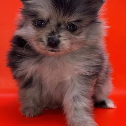 Girl 1 - Blue merle female Pomeranian puppy in Windham, Maine from New England Exotic Pomeranians