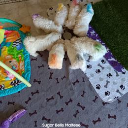 Maltese Puppies from SugarBellsMaltese