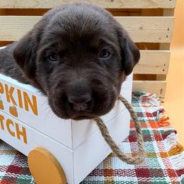 Green - Chocolate male Labrador Retriever puppy in Heath Springs, South Carolina from Rich Hill Retrievers