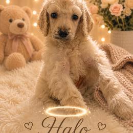 Halo - Cream female Poodle puppy in Washington, Pennsylvania from Patriotic Poodles