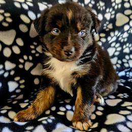 Girl 4 - female Miniature American Shepherd puppy in Placentia, California from Tru Cal Aussies