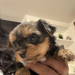 Lilah- Girl 2 - Black and tan female Yorkshire Terrier puppy in Selden, New York from Alisha's Yorkshire Terriers