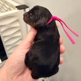 Pink - Black and tan female Cavapoo puppy in Georgetown, Texas from Mc Doodles of Texas LLC