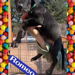 Romeo - Brindle male Great Dane puppy in Wellsville, New York from Prophecy Danes