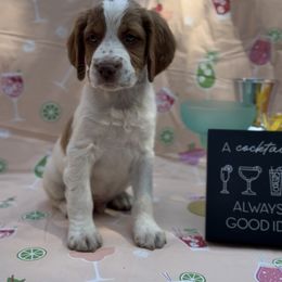 Hurricane - White and orange male Brittany puppy in Downers Grove, Illinois from Attitude Brittanys