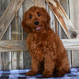 Damian - Green Collar - Red male Irish Doodle puppy in Macedon, New York from Toodles Goldendoodles