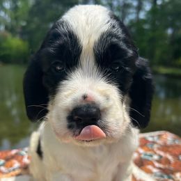 Girl 1 - White and black female English Springer Spaniel puppy in Tabor City, North Carolina from Big Bay Kennels LLC