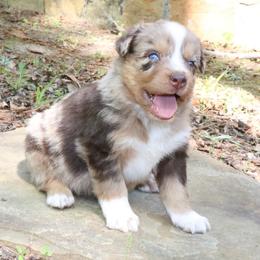 June-Bug - Red merle male Australian Shepherd puppy in Macon, Georgia from Shaina’s Shepherds