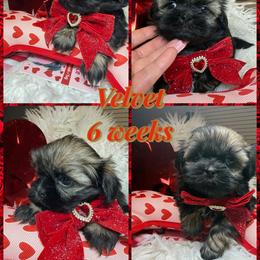 Velvet - Black and white female Shih Tzu puppy in Coolidge, Arizona from Shih Tzu’s  ‘N’ Love