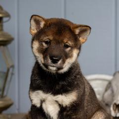 Snow White - Black sesame female Shikoku Ken puppy in Oregon City, Oregon from Akiyama no Roushya