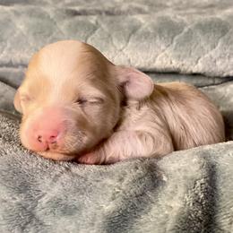 Girl 1 - Gold and white female Shihpoo puppy in Tropic, Utah from Lady Paws-Kara
