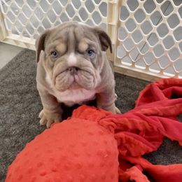 Blockhead - Fallow male Bulldog puppy in Las Vegas, Nevada from Let it Ride Bulldogs