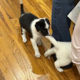 Border Collie Puppies from Hidden Creek