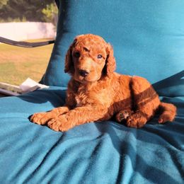 Poodle Puppies from Dannebrog Poodles