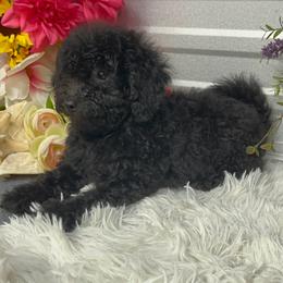 Lola Mae - Black female Poodle puppy in Elgin, South Carolina from Silver Bells Paw Prints