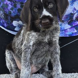 Liver male 1 - Liver and white male German Wirehaired Pointer puppy in Wellston, Ohio from Blue Line GWPs