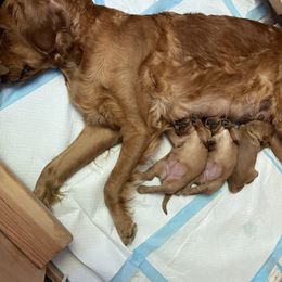 Girl 1 - Golden Retriever puppy in Tinton Falls, New Jersey from Red Bank Goldens