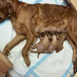 Girl 1 - Golden Retriever puppy in Tinton Falls, New Jersey from Red Bank Goldens