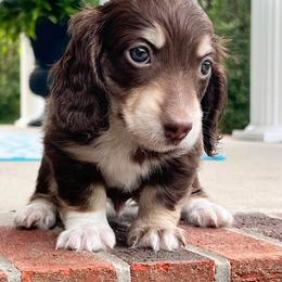 Dachshund Puppies from River Run Dachshunds