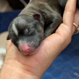 Momo - Sable female Chinese Crested puppy in San Antonio, Texas from Charming Cresteds Kennel