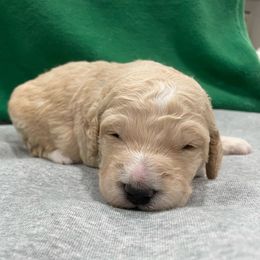 Charlie - Cream male Goldendoodle puppy in Stafford, Virginia from Morris Doodles Virginia