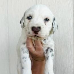 Pothos - LUA long coat liver - White and liver brown male Dalmatian puppy in Jefferson, Georgia from Spotted Jewels Dalmatians