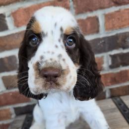 Girl 1 - female English Springer Spaniel puppy in Statesville, North Carolina from BAR Z Springers