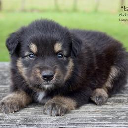 Isla - Black tri female Miniature Australian Shepherd puppy in Evant, Texas from Lazy VT Bar Ranch