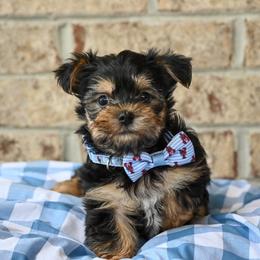 Clint - Black and tan male Morkie puppy in Guthrie, Kentucky from Happy Tail Puppies