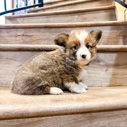 Miracle (Fluffy) - Red male Pembroke Welsh Corgi puppy in Phelan, California from Desert Sunset Pembroke Welsh Corgis