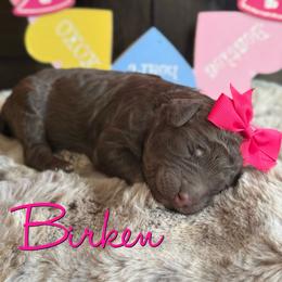Birken - Phantom female Poodle puppy in Independence, Kansas from Malone Standard Poodles