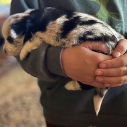 Nova - Blue merle female Border Collie puppy in Richfield, Ohio from Stone Garden Border Collies