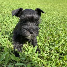 Clara - Black female Miniature Schnauzer puppy in The Rock, Georgia from Southern Paw Schnauzers