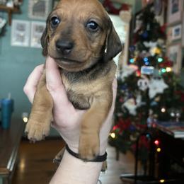 Steve Harrington - Red male Dachshund puppy in Jacksonville, North Carolina from Lizzie’s Doxies