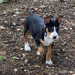 Kilo - Black white and tan male Rat Terrier puppy in Gig Harbor, Washington from DHart Farm & Kennel