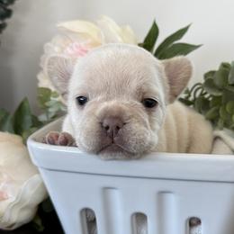 French Bulldog Puppies from Diamond Ridge French Bulldogs