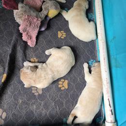 Golden Retriever puppies from Rise and Shine Goldens