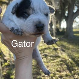 Gator - Blue speckled male Australian Cattle Dog puppy in Chiefland, Florida from Turquoise Ranch
