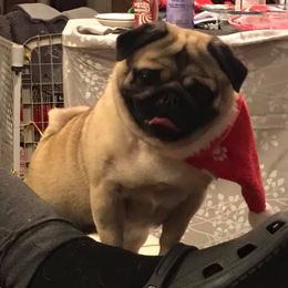 Annie - Pug