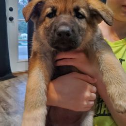 German Shepherds from Shannon's Shepherds