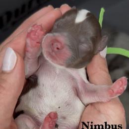 Nimbus - Chocolate male Australian Labradoodle puppy in Citrus Heights, California from Elite Blend Labradoodles