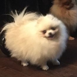 Pomeranians from Pawsh Pomeranians