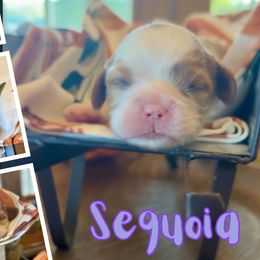 Sequoia - Blenheim female Cavalier King Charles Spaniel puppy in El Dorado Springs, Missouri from Cavish's Missouri Cavaliers, Cavapoos, and Miniature Poodles