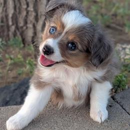 Gabi - Blue merle female Toy Australian Shepherd puppy in Mountain Home, Idaho from LJK Boxers & Toy Aussies